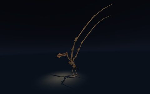 A skeleton of a large prehistoric flying creature.